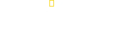 Secrets of the Bees